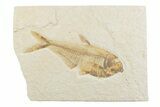 Detailed Fossil Fish (Diplomystus) - Wyoming #369500-1